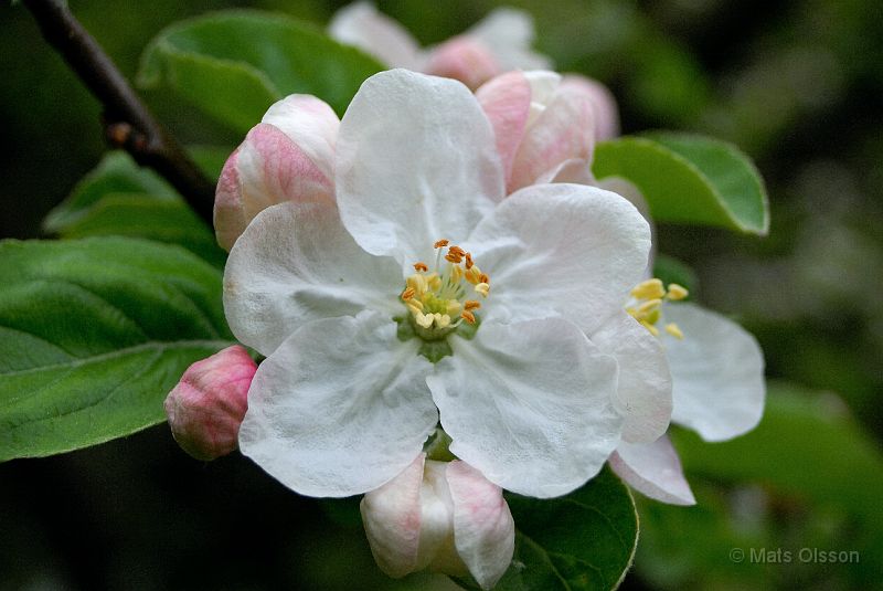 Appelblomma.jpg - Äppelblomma