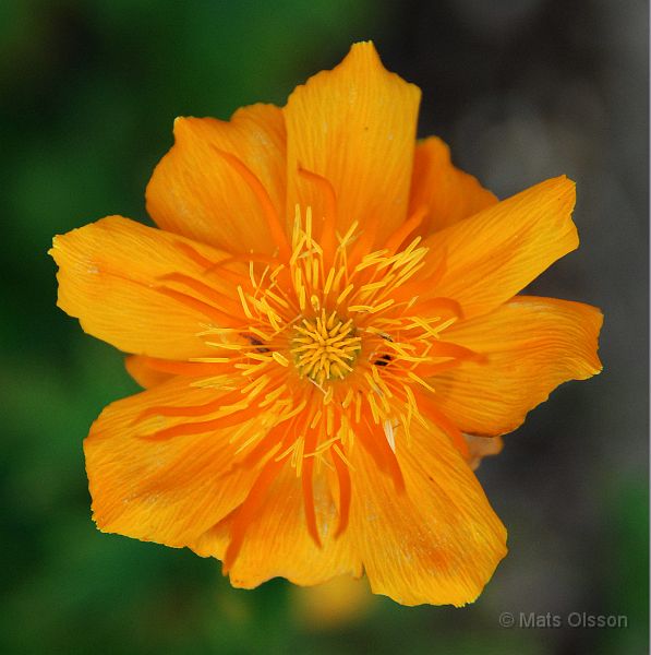 DSC_0005_redigerad-1.jpg - Gul blomma