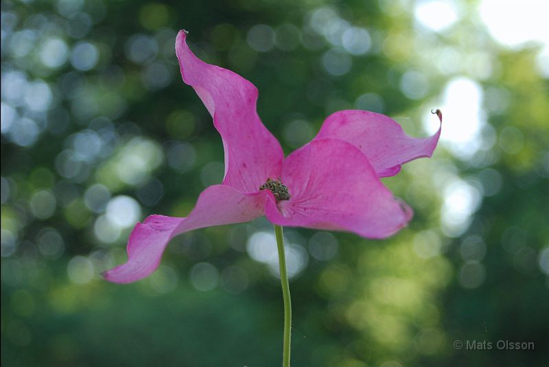 DSC_0053_redigerad-1.jpg - Kinesisk blomsterkornell var.