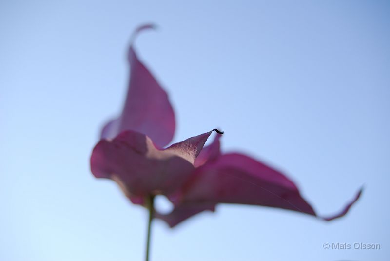 DSC_0057.JPG - Kinesisk blomsterkornell var.