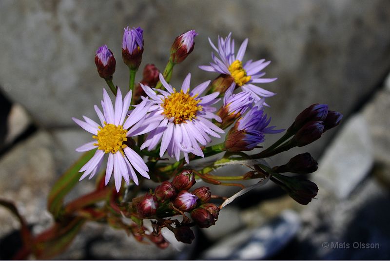 DSC_0088_redigerad-2.jpg - Strandaster (Gotland 2007)