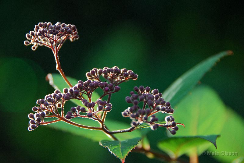 DSC_0100_redigerad-1.jpg - Spirea ?