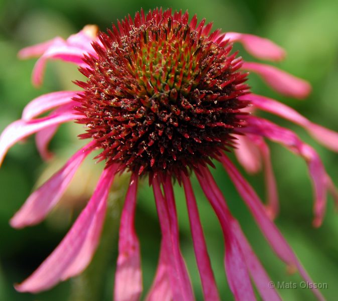 DSC_0121_redigerad-1.jpg - Röd Rudbeckia