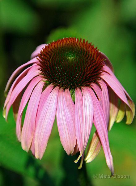 DSC_0136_redigerad-3.jpg - Röd Rudbeckia