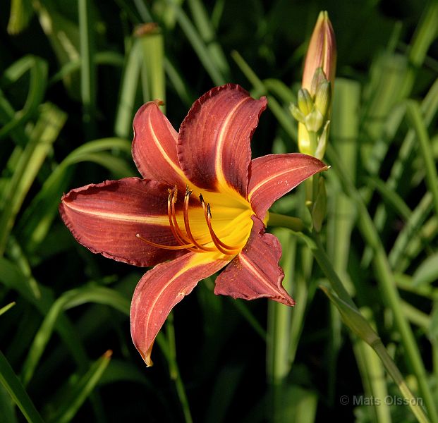 DSC_DLAR_0025_redigerad-1.jpg - Daglilja 'Autumn Red'