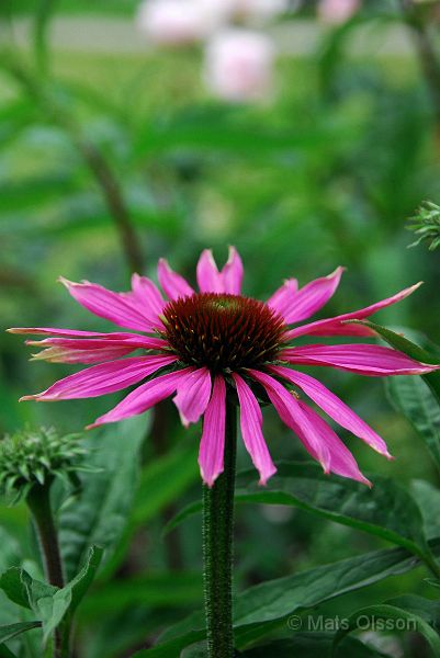 DSC_G_0007_redigerad-1.jpg - Röd Rudbeckia (Gotland 2007)