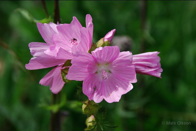 DSC_G_0024_redigerad-1.jpg - Malva (Gotland 2007)