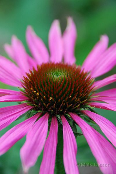 DSC_G_0162_redigerad-1.jpg - Röd Rudbeckia (Gotland 2007)