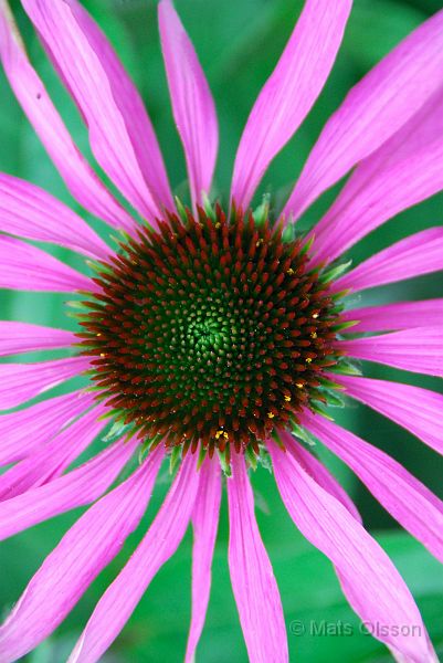 DSC_G_0165_redigerad-2.jpg - Röd Rudbeckia (Gotland 2007)