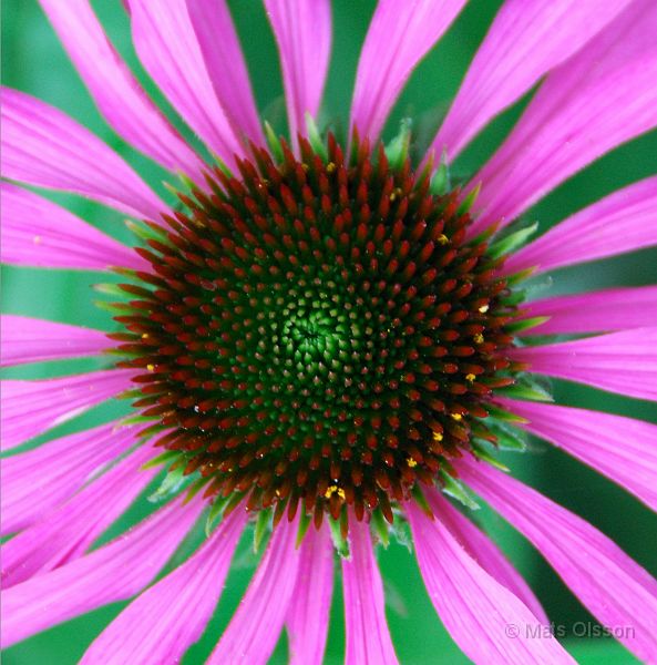 DSC_G_0166_redigerad-1.jpg - Röd Rudbeckia (Gotland 2007)