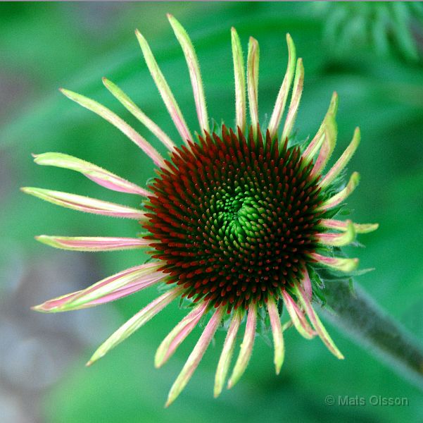 DSC_G_0170_redigerad-1.jpg - Röd Rudbeckia (Gotland 2007)