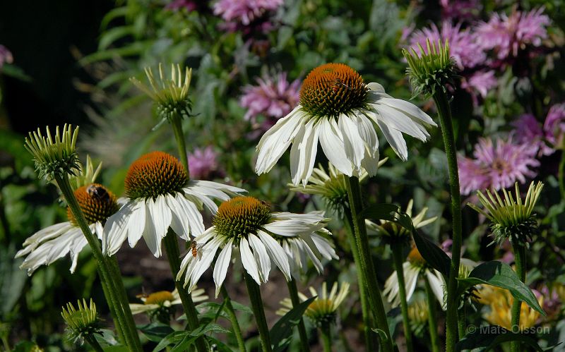 DSC_RRA_0035_redigerad-1.jpg - Röd Rudbeckia 'Alba'