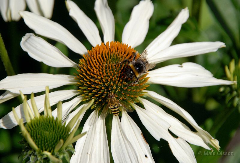 DSC_RRA_0058_redigerad-1.jpg - Röd Rudbeckia 'Alba'