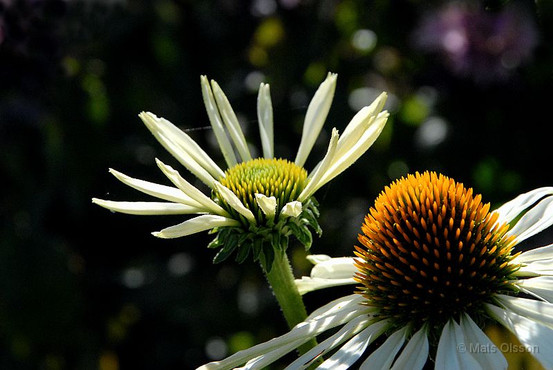 DSC_RRA_0077_redigerad-1.jpg - Röd Rudbeckia 'Alba'