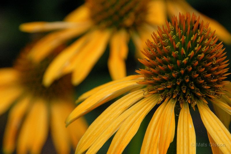 DSC_RRM_0012_redigerad-1.jpg - Röd Rudbeckia 'Mango Meadowbrite'