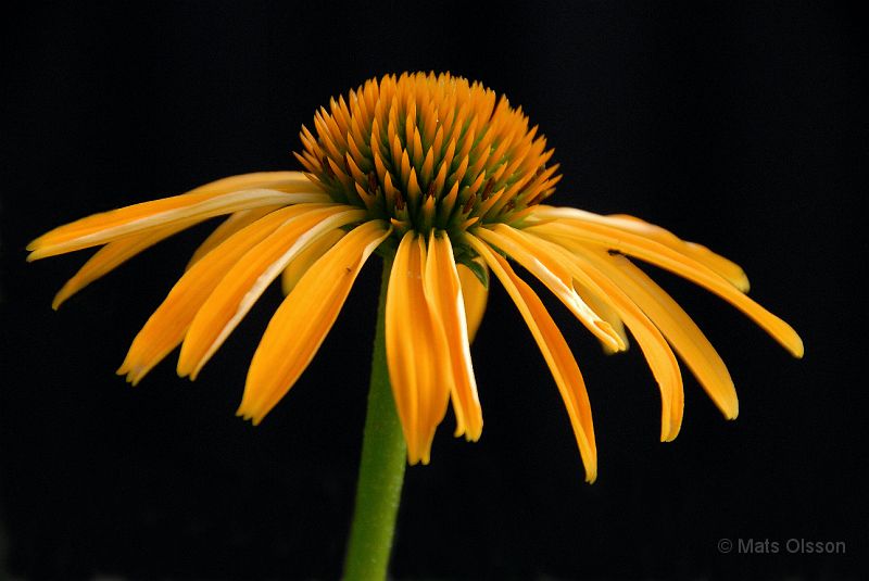 DSC_RRM_0014_redigerad-1.jpg - Röd Rudbeckia 'Mango Meadowbrite'