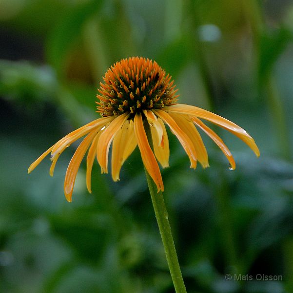 DSC_RRM_0030_redigerad-1.jpg - Röd Rudbeckia 'Mango Meadowbrite'