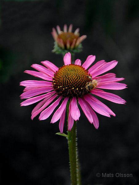 DSC_RRP_0013_redigerad-1.jpg - Röd Rudbeckia 'Pixie Medowbrite'