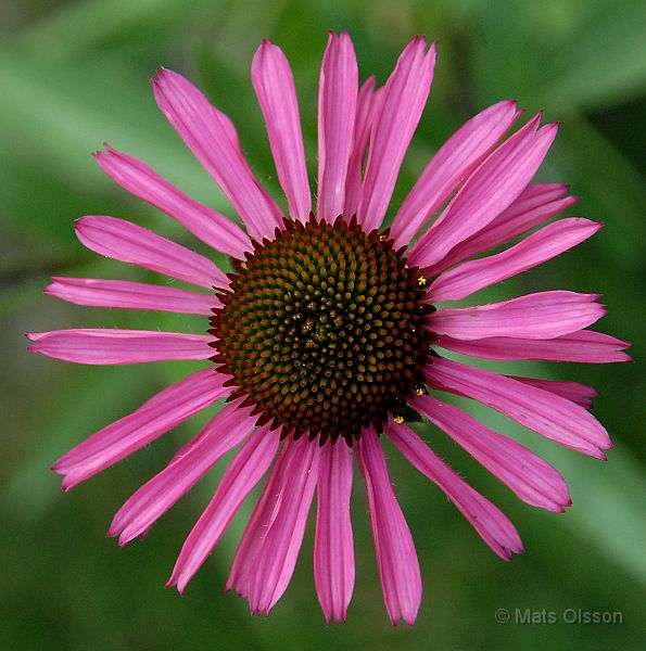 DSC_RRP_0075_redigerad-1.jpg - Röd Rudbeckia 'Pixie Medowbrite'