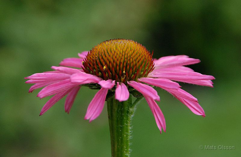 DSC_RRP_0076_redigerad-1.jpg - Röd Rudbeckia 'Pixie Medowbrite'