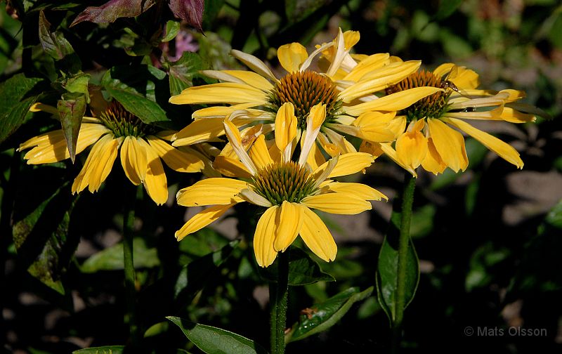 DSC_RRSR_0039_redigerad-1.jpg - Röd Rudbeckia 'Sunrise'