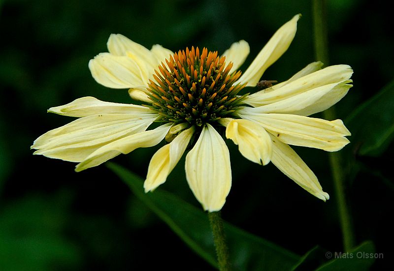 DSC_RRSR_0047_redigerad-1.jpg - Röd Rudbeckia 'Sunrise'