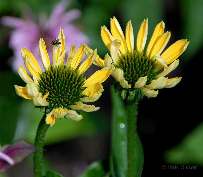 DSC_RRSR_0055_redigerad-1.jpg - Röd Rudbeckia 'Sunrise'