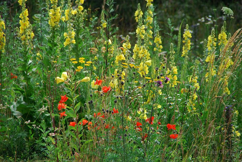 DSC_G_0030_redigerad-1.jpg - Sommarblommor