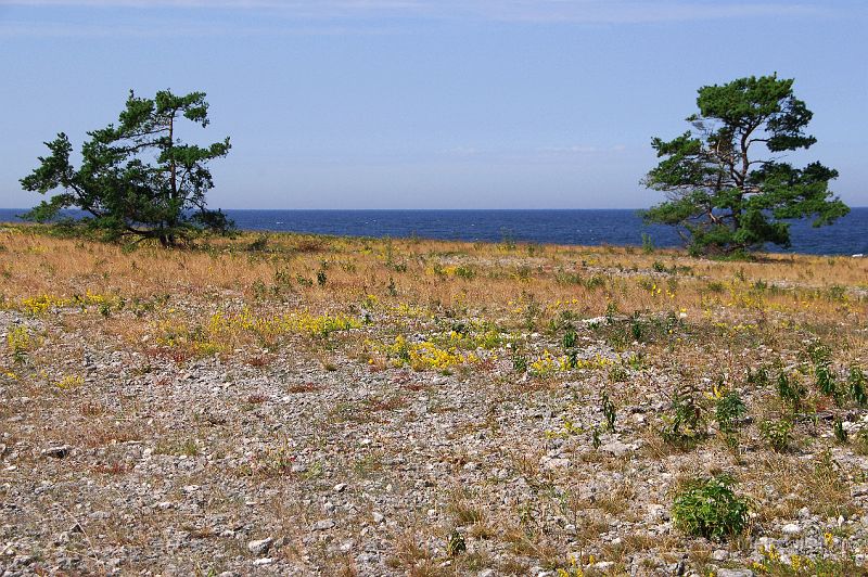 DSC_0038_redigerad-1.jpg - Fårö