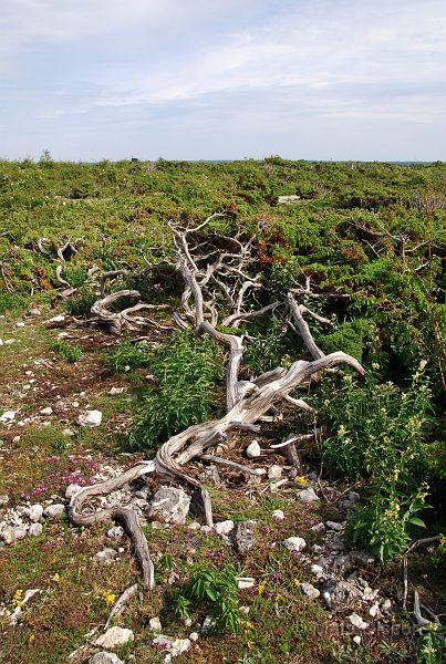 DSC_0096_redigerad-1.jpg - Fårö