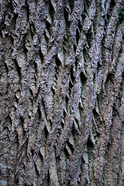 Torup207.jpg - Bark