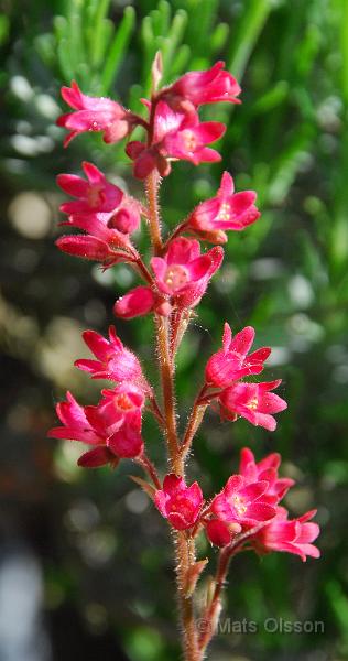 Alunrot 'Splendens', Heuchera sanguinea 'Splendens'