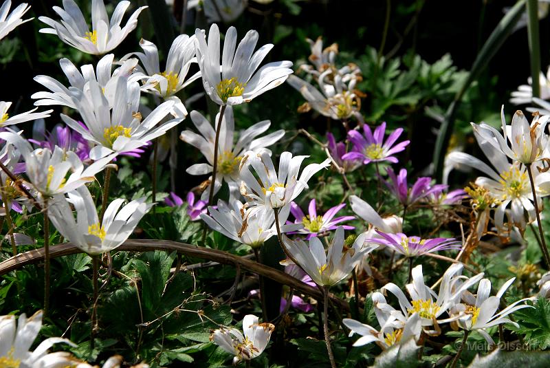 Balkansippa, Anemone blanda