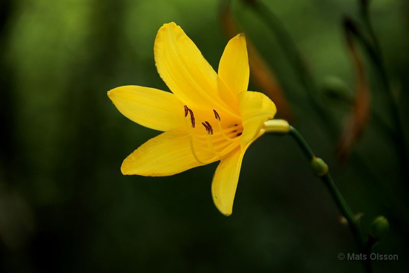 Gul Daglilja, Hemerocallis lilioasphodelus