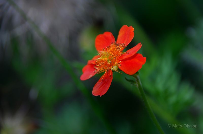 Kungsnejlikrot 'Auranticum', Geum coccineum 'Auranticum'