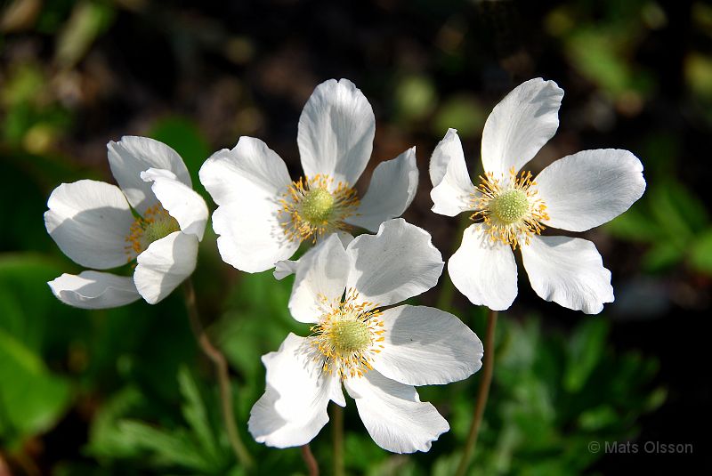 Tovsippa, Anemone sylvestris