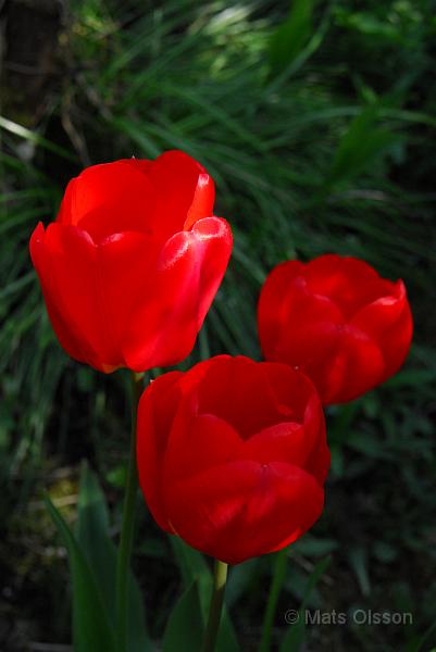 Tulpan, Tulipa gesneriana