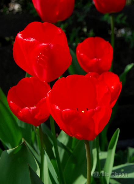 Tulpan, Tulipa gesneriana