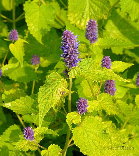 Koreansk anisisop 'Golden Jubilee', Agastache rugosa 'Golden Jubilee'