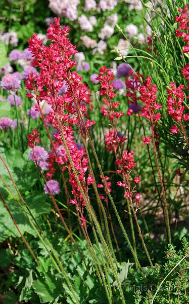 Alunrot 'Splendens', Heuchera sanguinea 'Splendens'