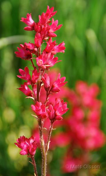 Alunrot 'Splendens', Heuchera sanguinea 'Splendens'