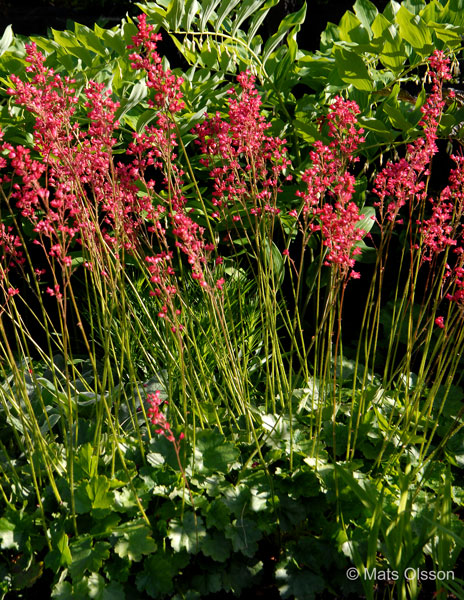 Alunrot 'Splendens', Heuchera sanguinea 'Splendens'