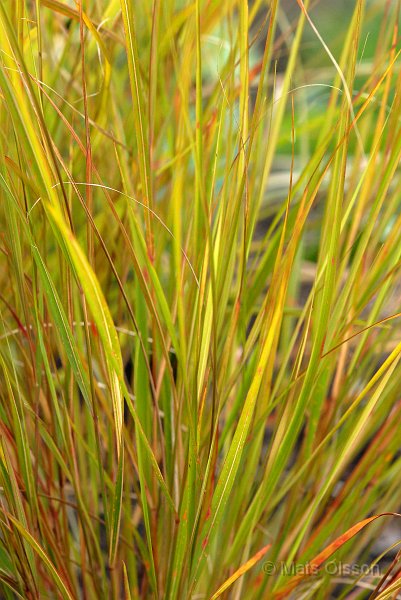 Fasanfjdergrs 'Sirocco', Anemanthele lessoniana 'Sirocco'