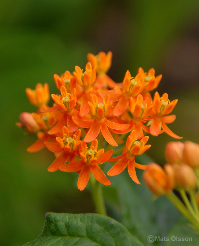 Orange sidenrt, Asclepias tuberosa