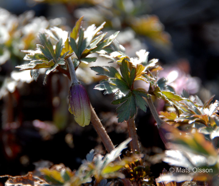 Balkansippa, Anemone blanda