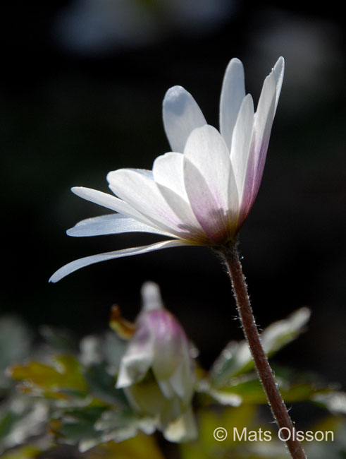 Balkansippa, Anemone blanda