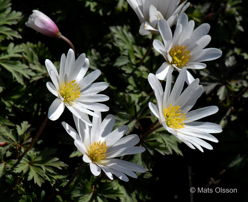 Balkansippa, Anemone blanda