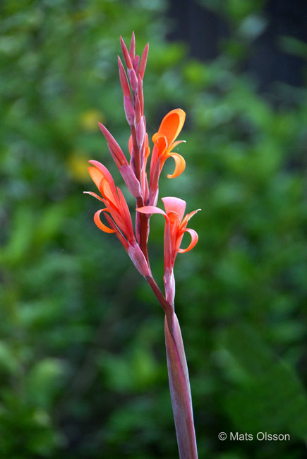 Kanna 'Russian Red', Canna  generalis 'Russian Red'
