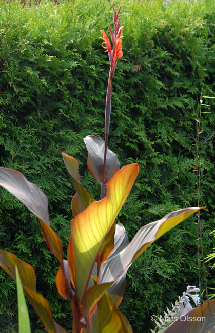 Kanna 'Russian Red', Canna  generalis 'Russian Red'