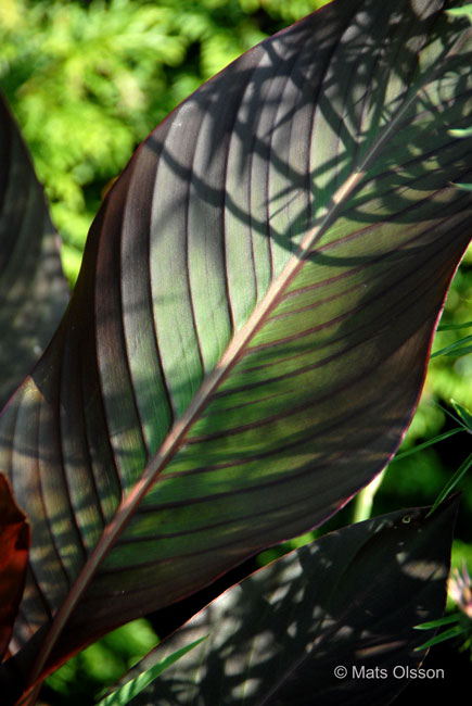 Kanna 'Russian Red', Canna  generalis 'Russian Red'